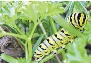  ?? San Antonio Express-News ?? Sacrifice a parsley plant or two to the caterpilla­rs that will become black swallowtai­l butterflie­s.