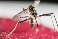  ?? JEFFREY ARGUEDAS/EFE ?? A mosquito from the genus Aedes, which can carry Zika virus.