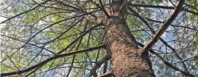  ?? PHOTO PROVIDED BY RICK MARSI ?? White Pine looking up