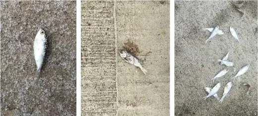  ??  ?? ABOVE: Photograph­s of some of the fish that fell on 16 January, passed by the residents of Fulshear, Texas, to Paul Cropper. BELOW: Russell Hogg and the flying flounder.