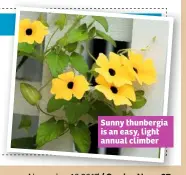  ??  ?? Sunny thunbergia is an easy, light annual climber