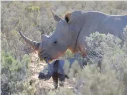  ??  ?? PEEKABOO: The one-day-old white rhino and its mother appear briefly from the dense vegetation at Aquila Private Game Reserve near Touws River.