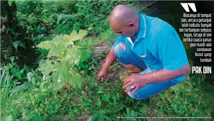  ?? ?? PAK Din mencabut cendawan busut yang banyak tumbuh di sebuah ladang sawit kawasan Batu 8.