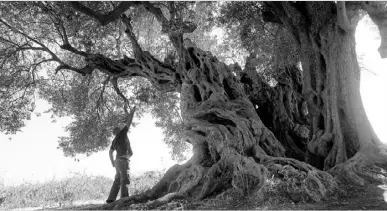  ?? Foto: CBN-Archiv ?? Zum 1.000 Jahre alten Olivenbaum führt eine der Wanderunge­n.