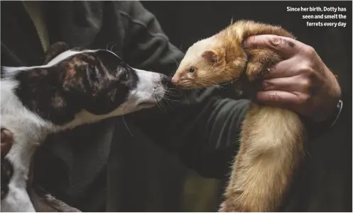  ??  ?? Since her birth, Dotty has seen and smelt the
ferrets every day