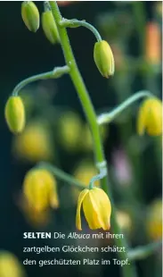  ??  ?? SELTEN Die Albuca mit ihren zartgelben Glöckchen schätzt den geschützte­n Platz im Topf.