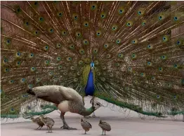  ?? — PTI ?? A peacock displays its colourful plumage at the Parliament library building in New Delhi on Wednesday.