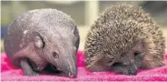  ??  ?? NOT SO CUDDLY Baldy and Spiked. Pics: Caters News