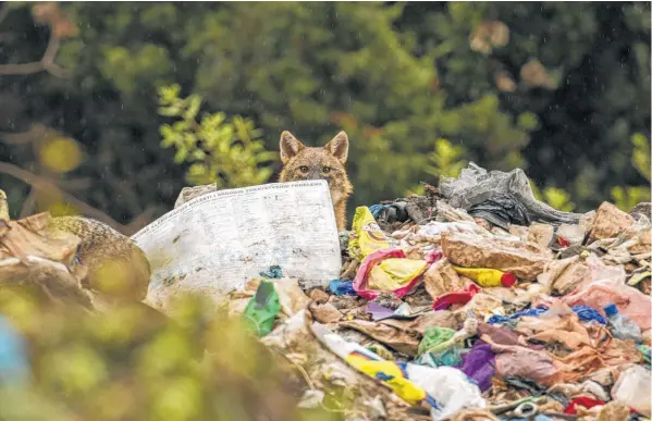  ?? Janez Tarman via New York Times ?? A golden jackal forages on a garbage heap on the Peljesac peninsula of Croatia. Jackals now vastly outnumber Europe’s wolves, totaling at most 117,000.