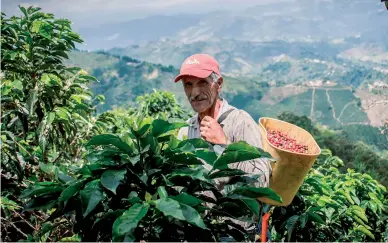  ??  ?? Los caficultor­es y recolector­es no son simples jornaleros, sino también los guardianes de una cultura que ha perdurado durante muchos años.