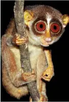  ?? Photo credit Grey Loris : Mindaka Mahela Red loris : Saman Gamage/ Kalinga Padmalal ??