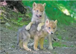  ?? ZOO ZÜRICH ?? Die jungen Wölfe sind aufgeweckt und neugierig.
Video: Die Wolfbabys erkunden die Zoo-Anlage – 20minuten.ch