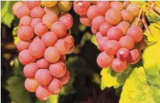  ?? Foto: Sammlung Häußler ?? So prächtig entwickelt­en sich in manchen Jahren Weintraube­n in der Augsburger Firnhabera­u.