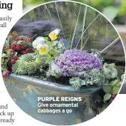  ??  ?? PURPLE REIGNS Give ornamental cabbages a go