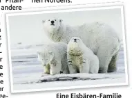  ??  ?? Eine Eisbären-Familie auf Futtersuch­e.
