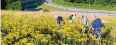  ?? Foto: Florian Frey ?? Das gefährlich­e Jakobskreu­zkraut bekämpft diese Gruppe nahe der Autobahnau­sfahrt Memmingen-Süd.