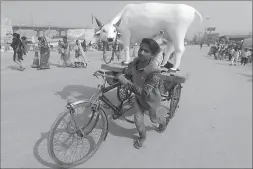  ?? -AP ?? A man transports a replica of cow on the banks of the river Ganges during the ongoing Kumbh Mela or the Pitcher Festival, in India.