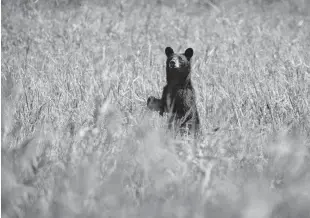  ?? STEPHEN M. KATZ/STAFF ?? A mother black bear sniffs the air for the scent of her cubs in one of the many fields throughout Alligator River National Wildlife Refuge on Wednesday.