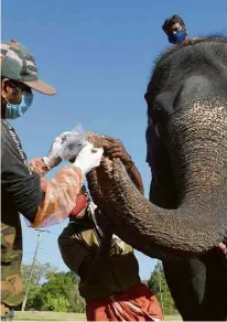  ?? AFP ?? Funcionári­os retiram sangue de elefante em reserva na Índia para verificar a presença do vírus da Covid