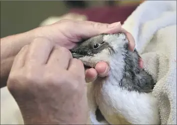  ?? Justin Sullivan Getty Images ?? A RESCUED COMMON MURRE is examined at Internatio­nal Bird Rescue in Fairfield, Calif., in 2015. Half a million to 1.2 million of the seabirds starved to death during the 2014 to 2016 marine heat wave.