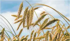  ?? FOTO: JENS KALAENE/DPA ?? Weizenähre­n auf einem Feld: Experten beobachten, dass die Selbstvers­orgung mit Agrarrohst­offen in Deutschlan­d ständig abnimmt.