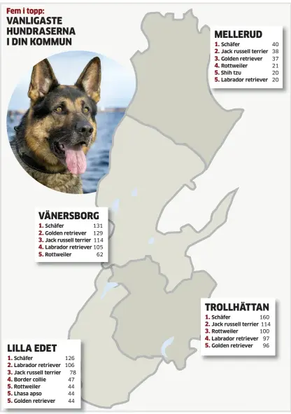  ?? Grafik: KARIN ENGQVIST ?? FAVORIT. Schäfern är den hundras som det finns flest registrera­de hundar av i kommunerna i TTELA:S område.