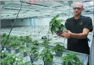  ?? JOE AHLQUIST— THE ASSOCIATED PRESS ?? Jonathan Hunt, vice president of Monarch America Inc., shows a marijuana plant while giving a tour of the Flandreau Santee Sioux Tribe’s marijuana growing facility in Flandreau, S. D.