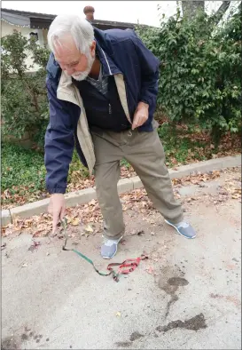  ?? Nikolas Samuels/The Signal (See additional photos at signalscv.com) ?? Barry Beggs shows the bloodstain­s left from when his dog was attacked by a pitbull in Valencia on Dec. 10. Beggs’ jack Russell/chihuahua mix died after the attack.