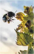  ?? FOTO: DPA ?? Eine Hummel sammelt auf einer Wiese Nektar und Pollen ein.