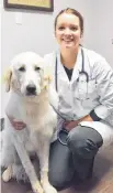  ?? KEVIN ADSHADE/THE NEWS ?? Dr. Jessica Muir, a veterinari­an at the East River Animal Hospital in New Glasgow, is shown with Casey, who was in for a little TLC.