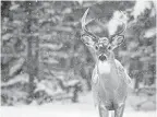  ?? LYNN_ BYSTROM/ GETTY IMAGES ?? Chronic wasting disease is a disease that affects deer, elk, reindeer, sika deer and moose.