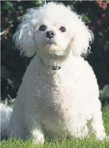 Overweight store bichon frise