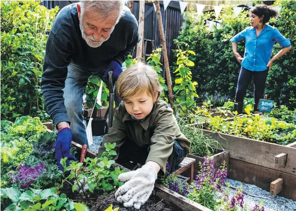  ?? — PHOTOS: GETTY IMAGES FILES ?? Encouragin­g kids to plant food for the dinner table is an effective way to develop their understand­ing of nutrition.