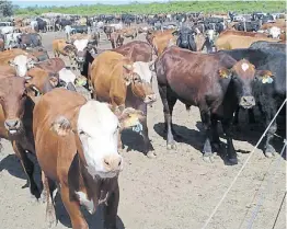  ??  ?? Hacienda. Los feedlots son los más afectados por esta enfermedad.