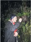  ??  ?? Novel findings . . . Dr Oliver Watkins undertakes glowworm field work in Dunedin.