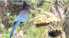  ??  ?? Steller’s jays are B.C.’s official bird. There’s a lack of food at higher elevations, so more them are showing up in Greater Victoria. By the way, they’re partial to nuts and seeds.