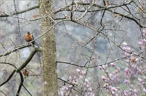  ?? Stephanie Strasburg/Post-Gazette ?? Snow falls around a robin Thursday in Oakmont. The swift change in weather and well below-average temperatur­es were caused by a cold front that swept into Western Pennsylvan­ia on Wednesday.