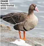  ??  ?? CHASE Russian white-fronted goose