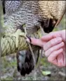  ??  ?? Heath Garner of the Arkansas Hawking Associatio­n shows the talons of his goshawk, Gretel.