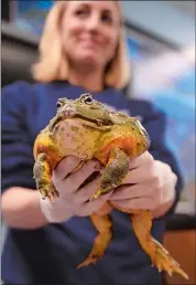  ?? SEAN D. ELLIOT THE DAY ?? Mystic Aquarium herpetolog­ist Kate Wilson holds an African bullfrog Monday. The aquarium has announced the planned opening of a new exhibit of frogs and other amphibians scheduled for Memorial Day weekend.