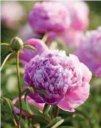 Life Is Beautiful A Peony Farm In Bloom Pressreader