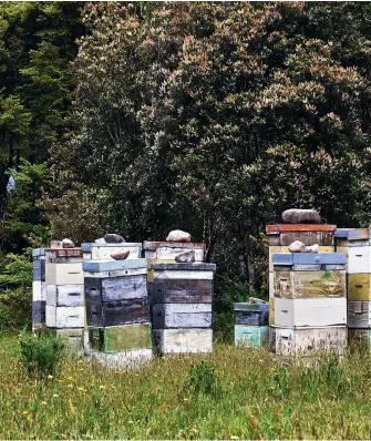  ??  ?? CLOCKWISE FROM ABOVE
Airborne's beehives; kamahi blossom; Suzy Rea of Ngamara Farm near Marton