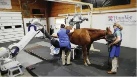  ??  ?? KENNETT SQUARE, PENNSYLVAN­IA: In this Thursday, Sept. 15, 2016, photo, Medical Director Dr. Barbara Dallap Schaer, right, and Radiologis­t Dr. Kathryn Wulster hold a horse as a computeriz­ed tomography scan is conducted at the University of...