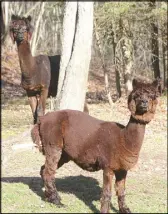  ?? LYNN CURWIN/TRURO NEWS ?? Alpacas are curious, but also cautious.