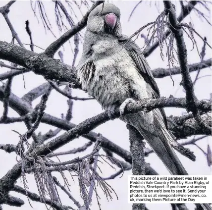  ??  ?? This picture of a wild parakeet was taken in Reddish Vale Country Park by Alan Rigby, of Reddish, Stockport. If you have a stunning picture, then we’d love to see it. Send your photos to us at viewpoints@men-news. co. uk, marking them Picture of the Day