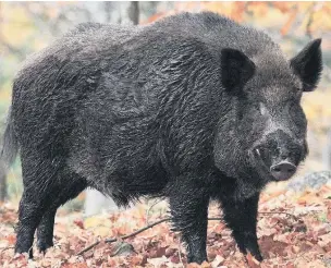  ?? Sean Wood ?? ●●Wild boar can be found in the forests near Budapest