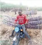  ?? ?? Sugarcane being harvested in a farm