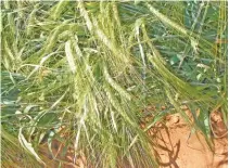  ?? ANNELIE COLEMAN ?? ABOVE: Barley producers in the Western and Southern Cape have been advised to consider planting alternativ­e crops, as the ban on alcohol, due to the COVID-19 lockdown, has resulted in barley demand plummeting.
