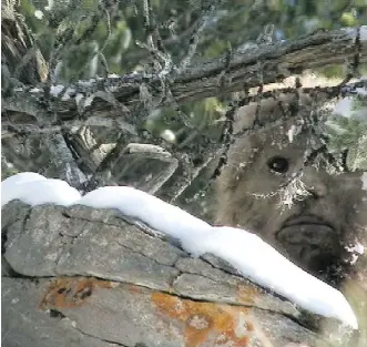  ??  ?? A B.C. sasquatch researcher’s effort to secure a court declaratio­n that the sasquatch exists was not successful.