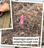  ?? ?? Asparagus spears are peeping through now